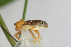 Agalychnis dacnicolor