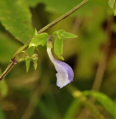 Scutellaria galericulata