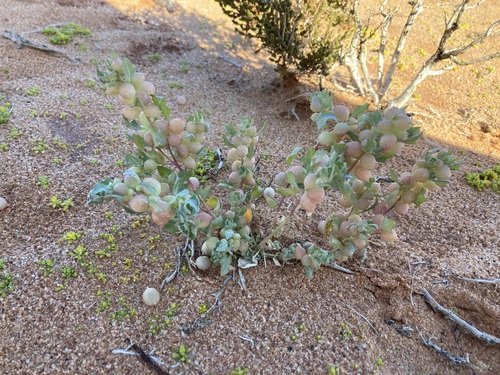 Pop saltbush (Atriplex spongiosa)