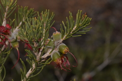 Melaleuca