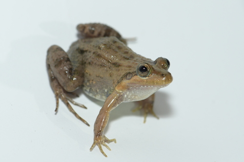 Black Jungle-Frog, Leptodactylus melanonotus