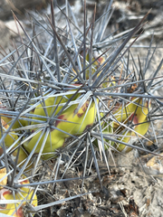 Corynopuntia invicta