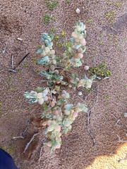 Atriplex spongiosa