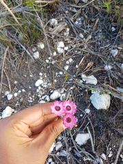 Syncarpha canescens canescens