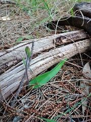 Caladenia latifolia