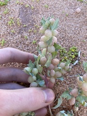 Atriplex spongiosa
