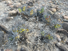 Corynopuntia invicta