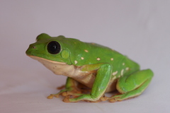 Agalychnis dacnicolor