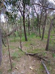 Caladenia latifolia