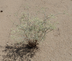 Eriogonum plumatella