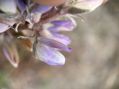 Lupinus