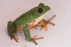 Agalychnis dacnicolor