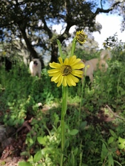 Verbesina tetraptera