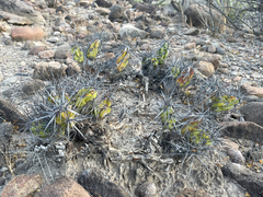 Corynopuntia invicta