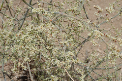 Eriogonum plumatella