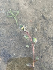 Ludwigia peploides glabrescens