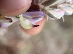 Lupinus