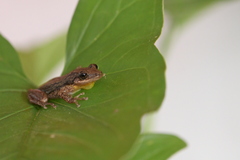 Scinax staufferi