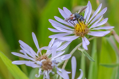 Cylindromyia intermedia