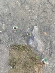 Ludwigia peploides glabrescens