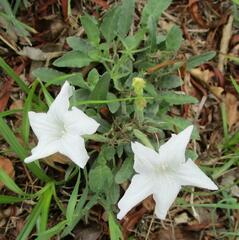 Ruellia metziae