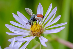 Cylindromyia intermedia