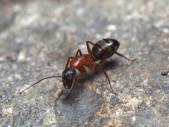 Camponotus vicinus