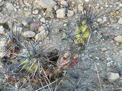 Corynopuntia invicta