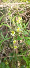 Clematis montevidensis