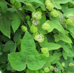 Passiflora ciliata