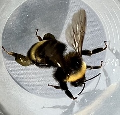 Bombus occidentalis