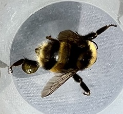 Bombus occidentalis