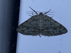 Ectropis crepuscularia