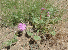 Abronia villosa villosa