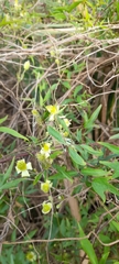 Clematis montevidensis