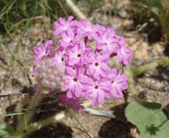 Abronia villosa villosa