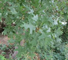 Quercus shumardii