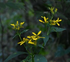 Verbesina occidentalis