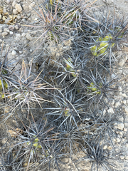 Corynopuntia invicta