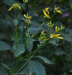 Verbesina occidentalis