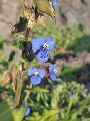 Commelina tuberosa