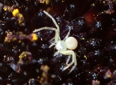 Misumessus oblongus
