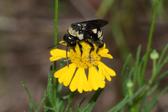 Triepeolus concavus
