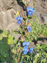 Commelina tuberosa
