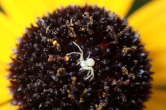 Misumessus oblongus