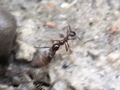 Pheidole obscurithorax