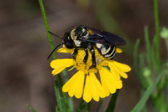 Triepeolus concavus