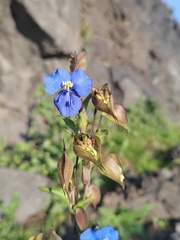 Commelina tuberosa