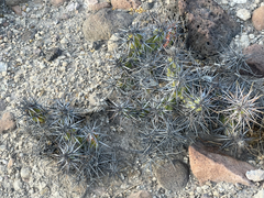 Corynopuntia invicta