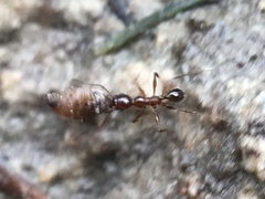 Pheidole obscurithorax
